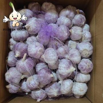 Factory Competitive Price Fresh Garlic In Bulk Cheap Price Of Garlic