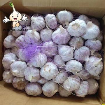 Good quality Garlic organically grown without any chemical natural and pure fresh garlic