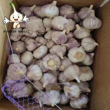 Good quality Garlic organically grown without any chemical natural and pure fresh garlic