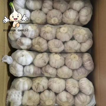 2022 new crop Chinese fresh garlic in bulk normal white purple garlic manufacturers for wholesale