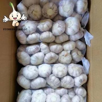 Fresh Garlic Weight Origin Type Size Product Fresh Place Cultivation Common Certification