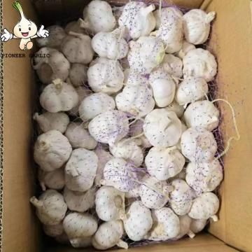 Fresh Garlic Garlic fresh 2022 Best Price Superior Quality Sell Wholesale Pure Natural White Fresh Garlic