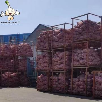 Jin Xiang Chinese Normal White Fresh Garlic in 10kg mesh bag Packing