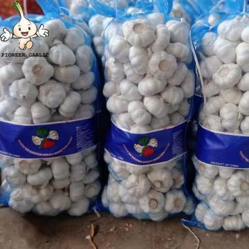 Hot Selling High Quality New Crop Garlic Pure White Garlic 20kg mesh bag