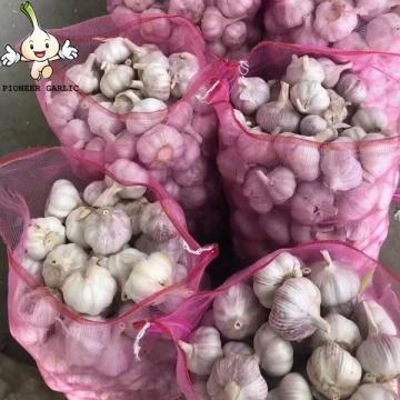 Fresh Vegetables Normal White Garlic Available Fresh 20kg mesh bag