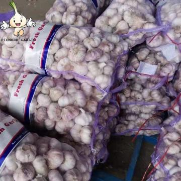 Natural fresh vegetables price affordable wholesale china garlic in 10kg mesh bag