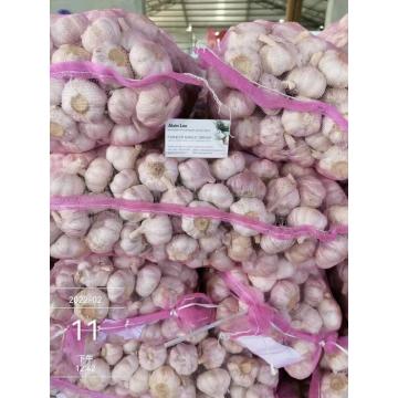 Fresh Vegetables Normal White Garlic Available Fresh 20kg mesh bag