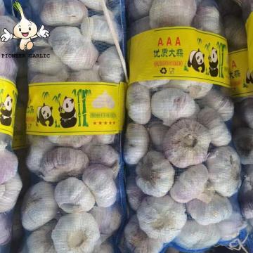 Chinese normal garlic for sale white fresh garlic price JINXIANG garlic