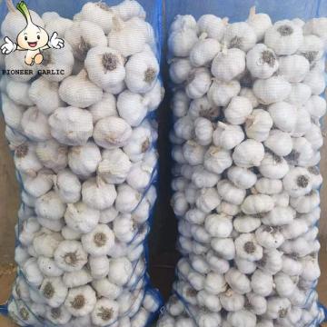 Garlic 2022 New Crop garlic seeds Garlic with root 10kg mesh bag Wholesale Supplier