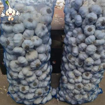 Garlic New Crop garlic seeds Garlic with root 10kg mesh bag Export From China