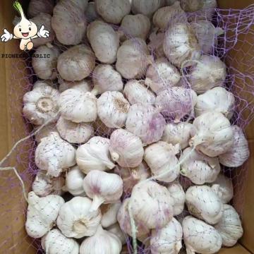 Wholesale 2022 new fresh garlic supplier normal white garlic