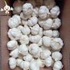 2022 china Fresh garlic white in fresh vegetables and fruits company