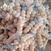 Garlic fresh normal white garlic net bag carton high quality
