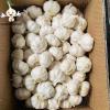 Fresh Garlic Garlic fresh 2022 Best Price Superior Quality Sell Wholesale Pure Natural White Fresh Garlic