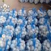 Jin Xiang Chinese Normal White Fresh Garlic in 10kg mesh bag Packing