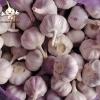 Wholesale Factory Price Garlic New Crop White Normal Shape Garlic Bulk Garlic Price