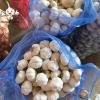 China white garlic seeds price for sale market price 10kg carton Garlic with root