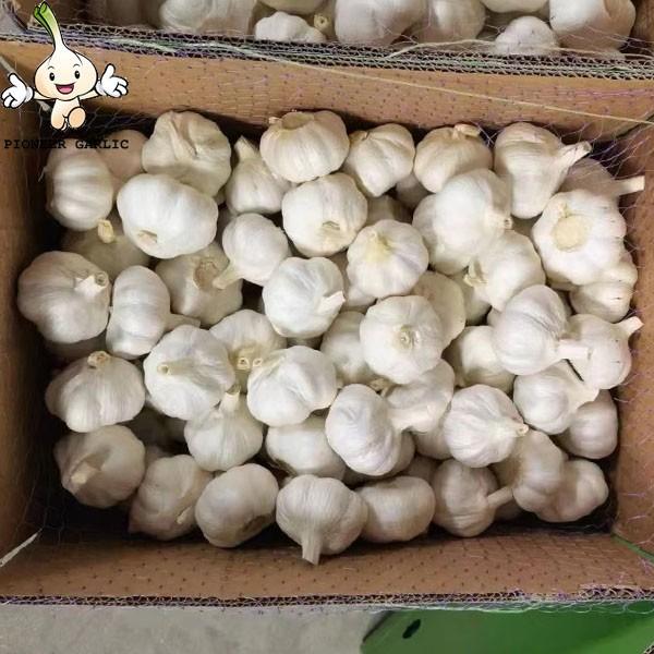 2022 china Fresh garlic white in fresh vegetables and fruits company #2 image