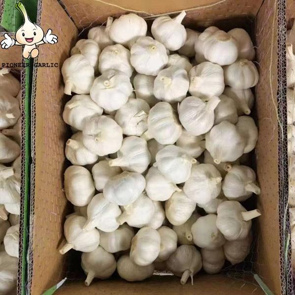 2022 china Fresh garlic white in fresh vegetables and fruits company #3 image