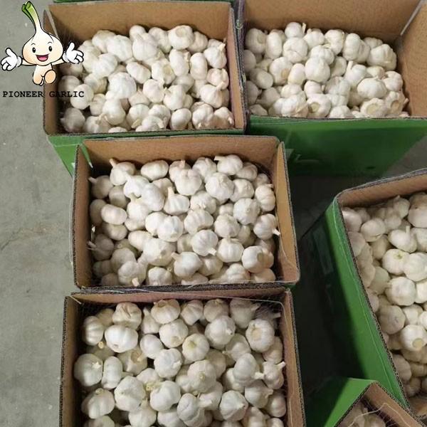 2022 china Fresh garlic white in fresh vegetables and fruits company #4 image