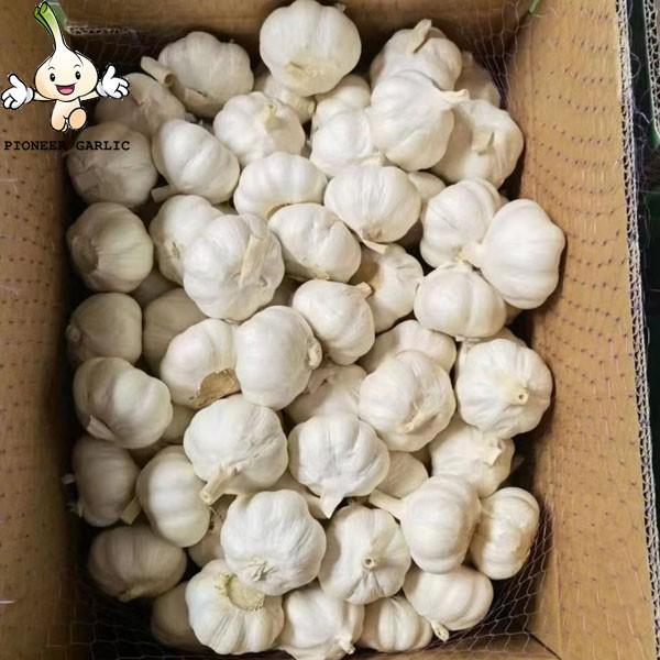 2022 New Crop China Vegetables fresh pure white garlic good quality garlic