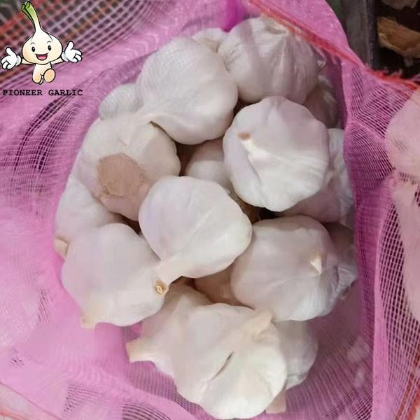 6.0 cm Factory Pure White Fresh Garlic Price  bulk garlic for sale garlic from China
