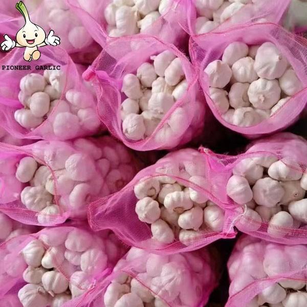2022 new crop Chinese fresh garlic in bulk normal white purple garlic manufacturers for wholesale