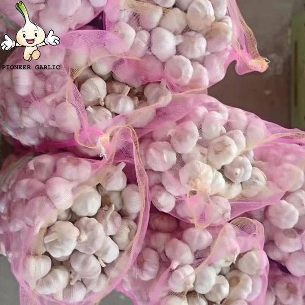 6.0 cm Factory Pure White Fresh Garlic Price  bulk garlic for sale garlic from China