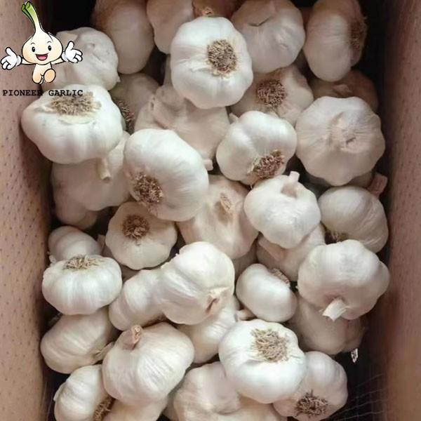 China white garlic seeds price for sale market price 10kg carton Garlic with root