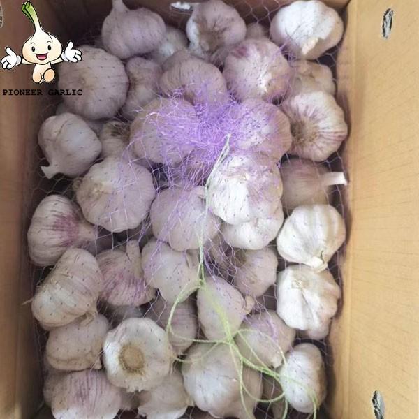 2022 New Crop China Fresh White Garlic Chinese Distributor Garlic Wholesale Price