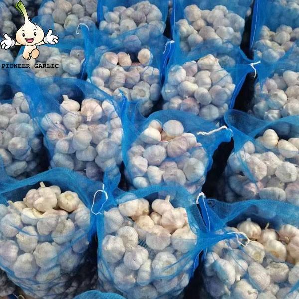 Factory Competitive Price Fresh Garlic In Bulk Cheap Price Of Garlic