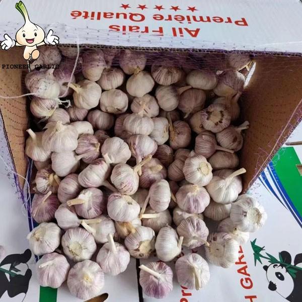 Naturally grown fresh purple skin garlic is preferably spicy rich and flavorful